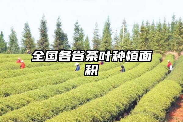 全国各省茶叶种植面积