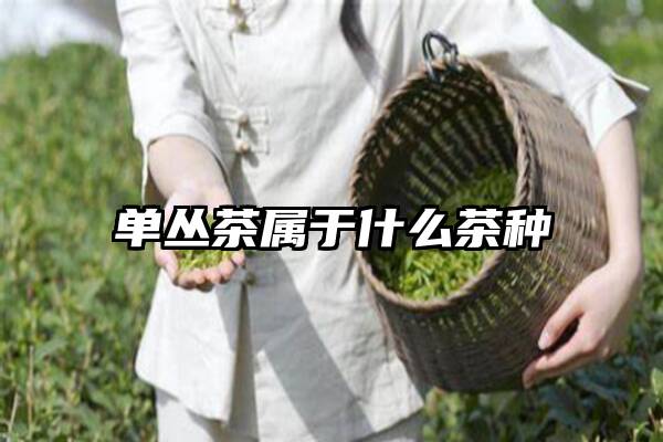 单丛茶属于什么茶种