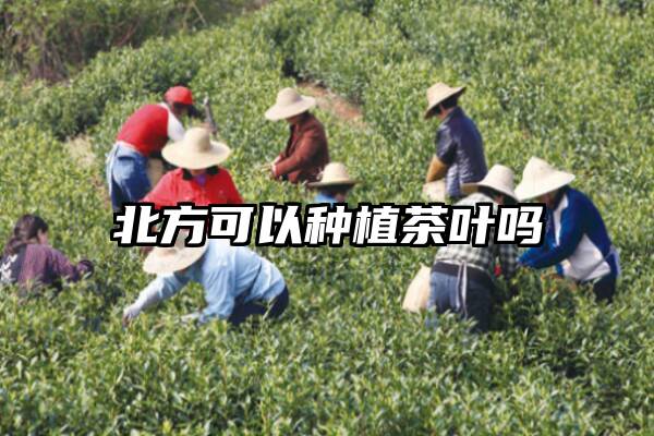 北方可以种植茶叶吗