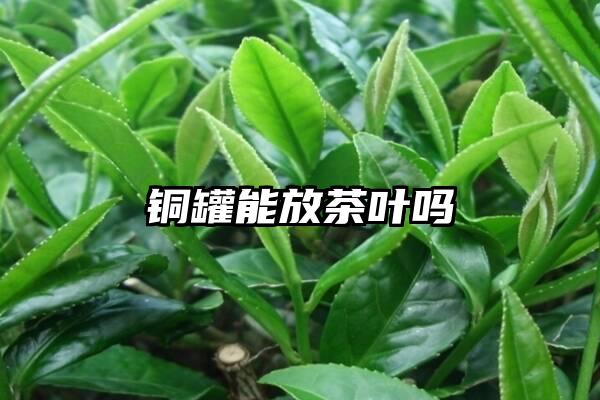 铜罐能放茶叶吗