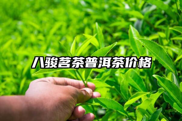 八骏茗茶普洱茶价格