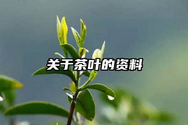 关于茶叶的资料