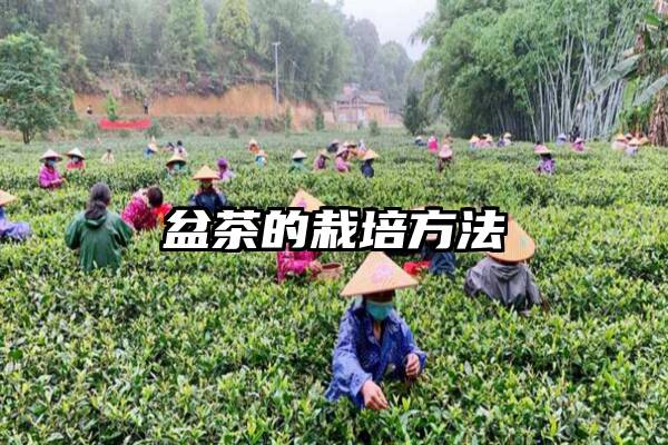 盆茶的栽培方法