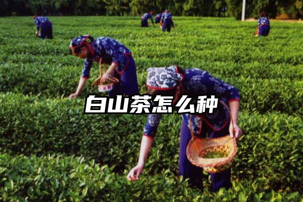 白山茶怎么种