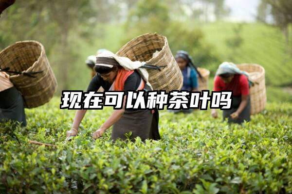 现在可以种茶叶吗