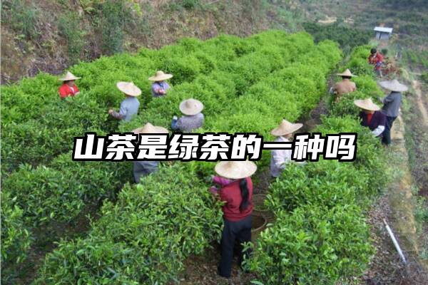 山茶是绿茶的一种吗