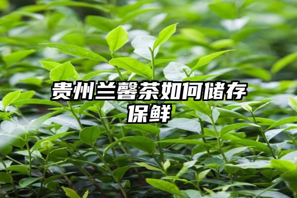 贵州兰馨茶如何储存保鲜