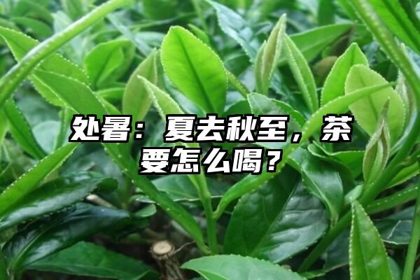 处暑：夏去秋至，茶要怎么喝？