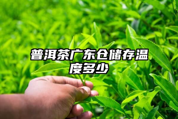 普洱茶广东仓储存温度多少