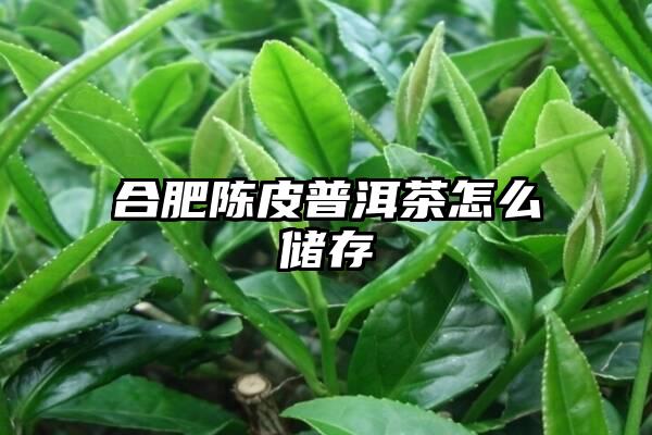 合肥陈皮普洱茶怎么储存