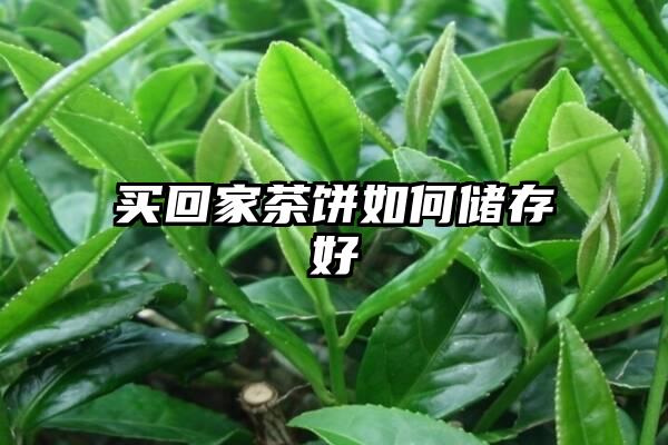 买回家茶饼如何储存好