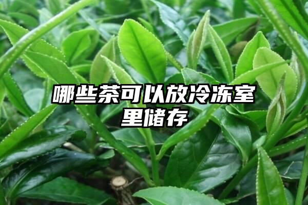 哪些茶可以放冷冻室里储存