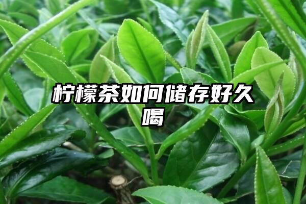 柠檬茶如何储存好久喝