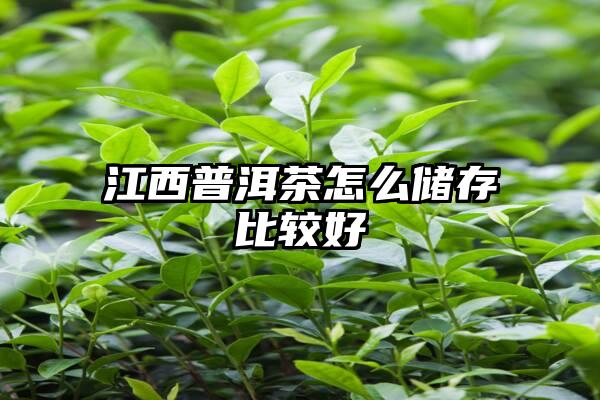 江西普洱茶怎么储存比较好