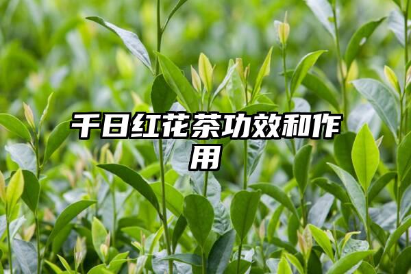 千日红花茶功效和作用