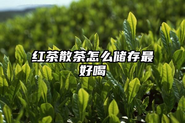 红茶散茶怎么储存最好喝