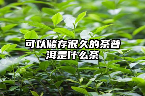 可以储存很久的茶普洱是什么茶