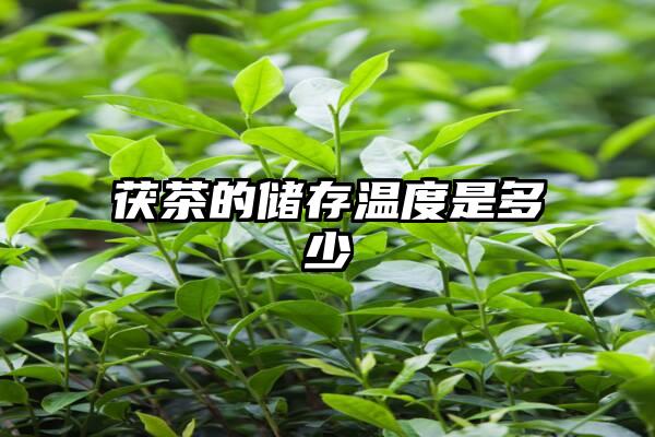 茯茶的储存温度是多少