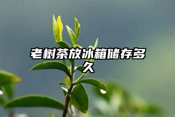 老树茶放冰箱储存多久