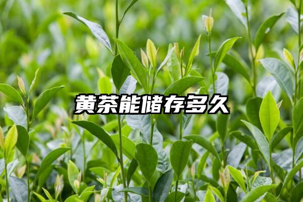 黄茶能储存多久