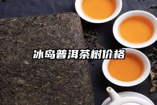 冰岛普洱茶树价格