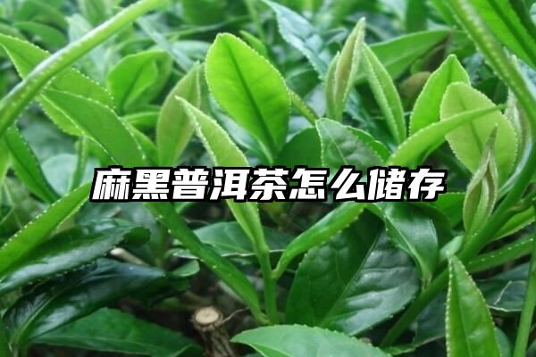 麻黑普洱茶怎么储存