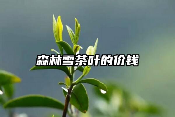 森林雪茶叶的价钱