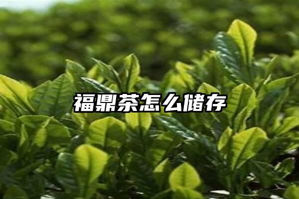 福鼎茶怎么储存