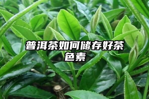 普洱茶如何储存好茶色素