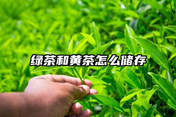 绿茶和黄茶怎么储存