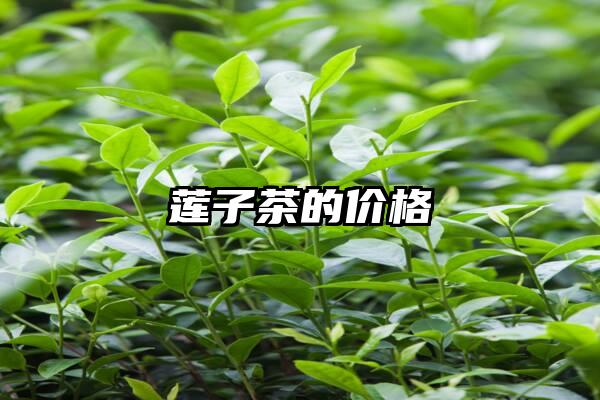 莲子茶的价格