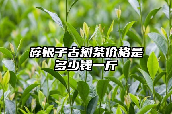 碎银子古树茶价格是多少钱一斤