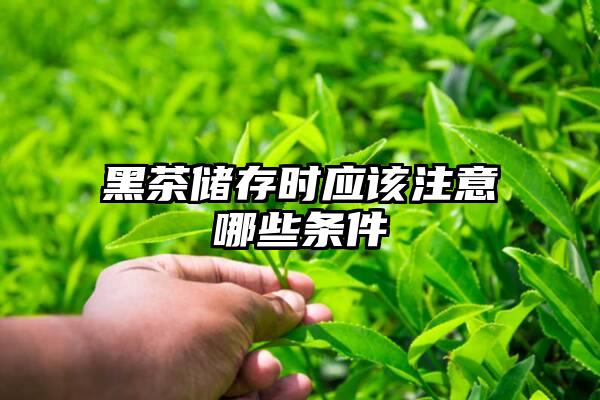 黑茶储存时应该注意哪些条件