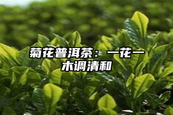 菊花普洱茶：一花一木调清和