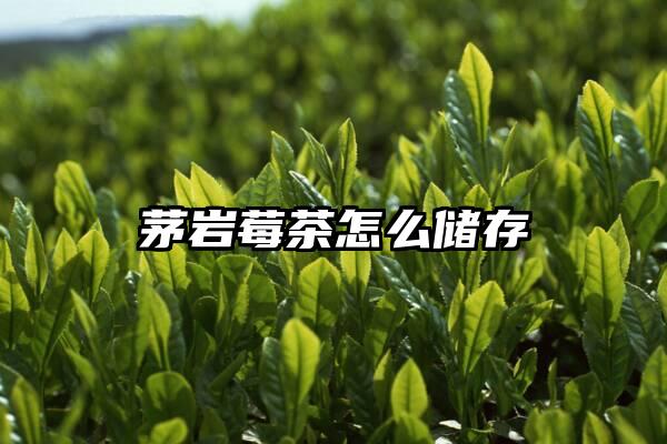 茅岩莓茶怎么储存