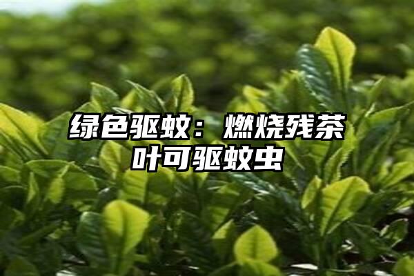 绿色驱蚊：燃烧残茶叶可驱蚊虫