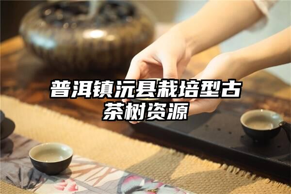 普洱镇沅县栽培型古茶树资源