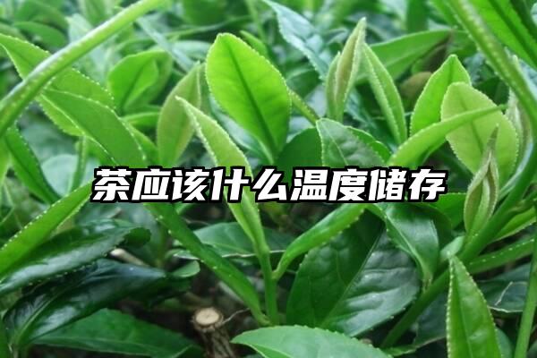 茶应该什么温度储存