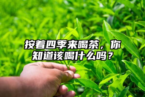 按着四季来喝茶，你知道该喝什么吗？