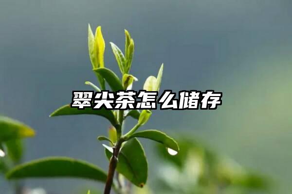 翠尖茶怎么储存