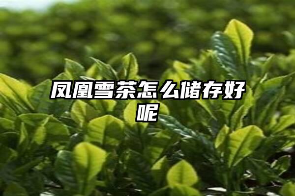 凤凰雪茶怎么储存好呢