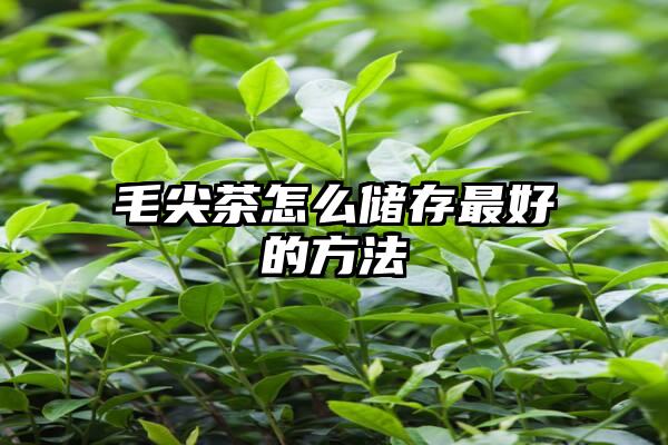 毛尖茶怎么储存最好的方法