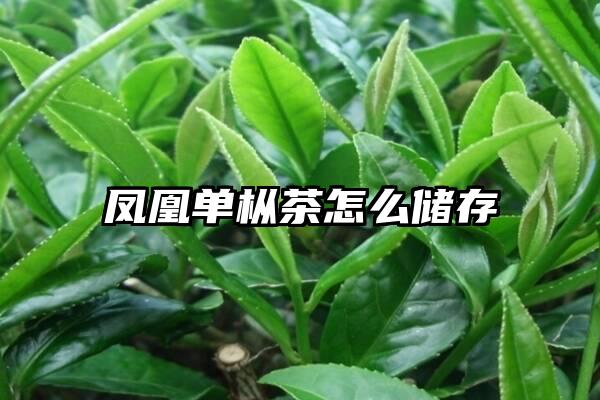 凤凰单枞茶怎么储存