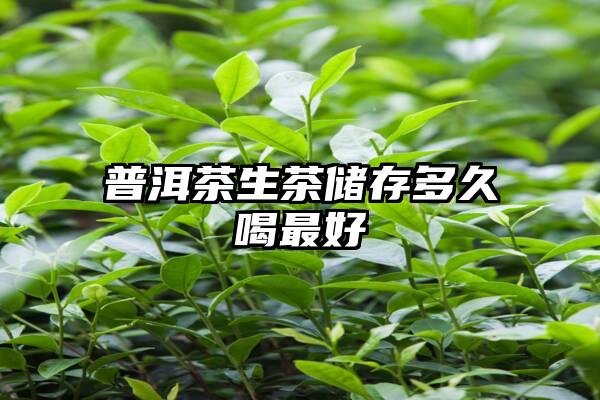 普洱茶生茶储存多久喝最好