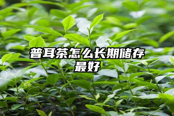 普耳茶怎么长期储存最好