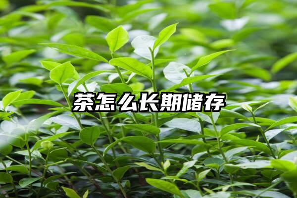 茶怎么长期储存