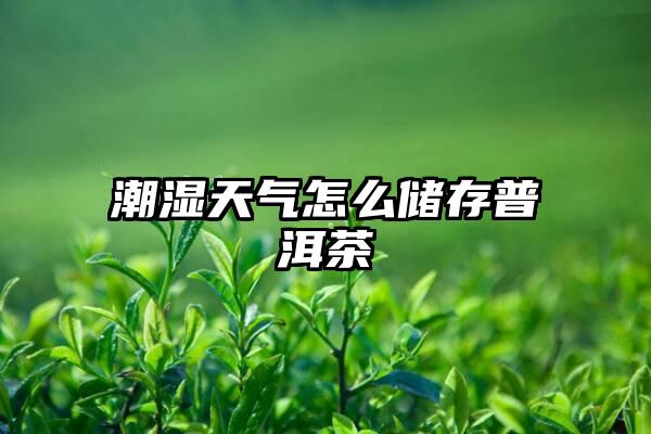 潮湿天气怎么储存普洱茶