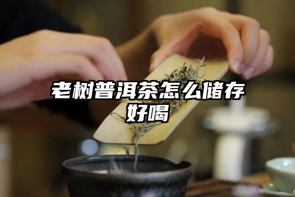 老树普洱茶怎么储存好喝