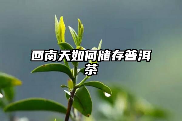 回南天如何储存普洱茶