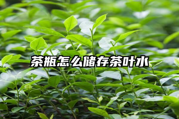 茶瓶怎么储存茶叶水